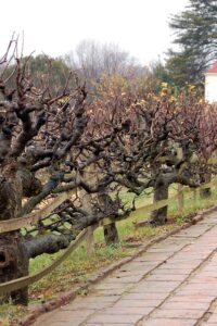 Mt. Vernon